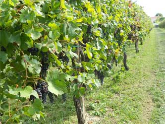 урожай винограда