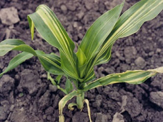 вилт кукурузы