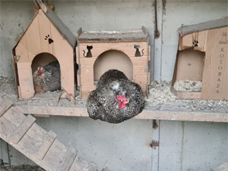 Стафилококкоз: диагностика, лечение, профилактика