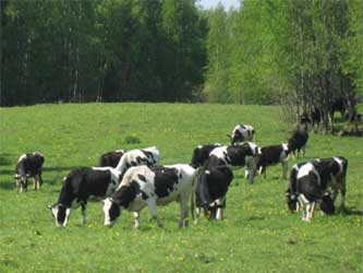 пастбище коров