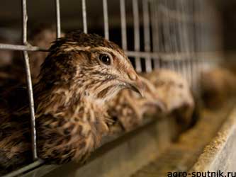 кормление сельскохозяйственной птицы