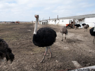 разведение страусов