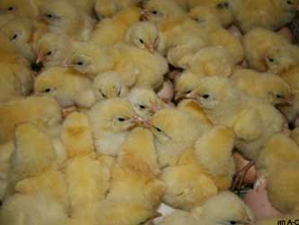 цыплята 