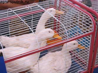 домашняя птица