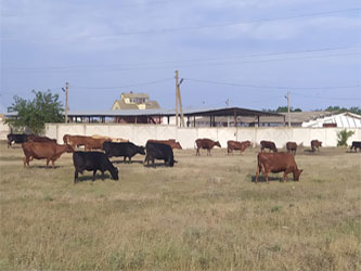 развитие животноводства в Крыму